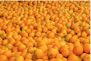 Dreaming of oranges
