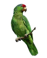Green parrot dream meaning