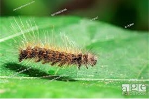 Dream of hairy caterpillar