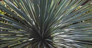 Yucca dream meaning