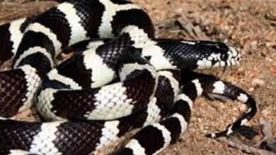 Black and white snake dream meaning